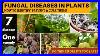 7 Fungal Diseases In Plants One Fungicide To Cure Them All