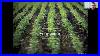 Agronomy Training Wk 8 Fungicide Moa