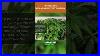 Baking Soda As A Fungicide And Insecticide Natural Plant Protection
