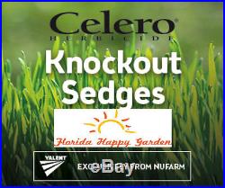 Celero TURF Herbicide 1 LB