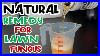 Homemade Natural Fungicide To Control Fungus