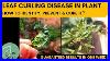 Leaf Curling Disease In Chili Pepper Capsicum U0026 Tomato Plants How To Identify Prevent U0026 Cure It
