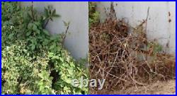 RM43 Total Veg Control Glyph Imazapyr Root Weed Preventer and Grass Killer 1 GAL