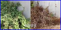 RM43 Total Veg Control Glyph Imazapyr Root Weed Preventer and Grass Killer 1 GAL