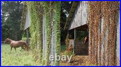 RM43 Total Veg Control Glyph Imazapyr Root Weed Preventer and Grass Killer 1 GAL