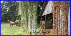 RM43 Total Veg Control Glyph Imazapyr Root Weed Preventer and Grass killer 1 GAL
