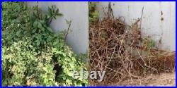 RM43 Total Veg Control Glyph Imazapyr Root Weed Preventer and Grass killer 1 GAL