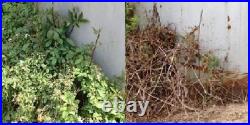 RM43 Total Veg Control Glyph Imazapyr Root Weed Preventer and Grass killer 1 GAL
