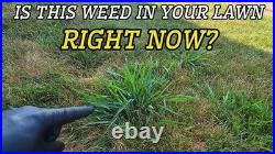 Roundup Pro Concentrate Weed Killer 50.2% Glyphosate with Surfactant-Concentrate