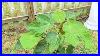 The Fig Orchard Overview The Drawback Of Using Copper Fungicide Be Careful When Using