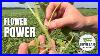 Timing Fungicide Applications To Protect Yield Potential Soybean School