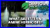 What Are Ester And Amine Herbicides Domyown Com